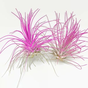 Buy 1 Get 1 FREE Pink THIN Argentina Air Plant Guatemala Tillandsia, Air Plant Gift, Air plants, Terrarium Plants, Enhanced Air Plants image 1