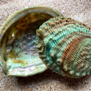Pink Abalone Rainbow Shells-Haliotis Corrugata 3"-4.50"-Abalone-Crafting Abalone-Bulk-Craft Seashells-Protection Shell