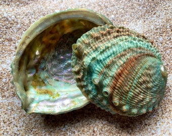 Pink Abalone Rainbow Shells-Haliotis Corrugata 3&quot;-4.50&quot;-Abalone-Crafting Abalone-Bulk-Craft Seashells-Protection Shell- FREE SHIPPING!