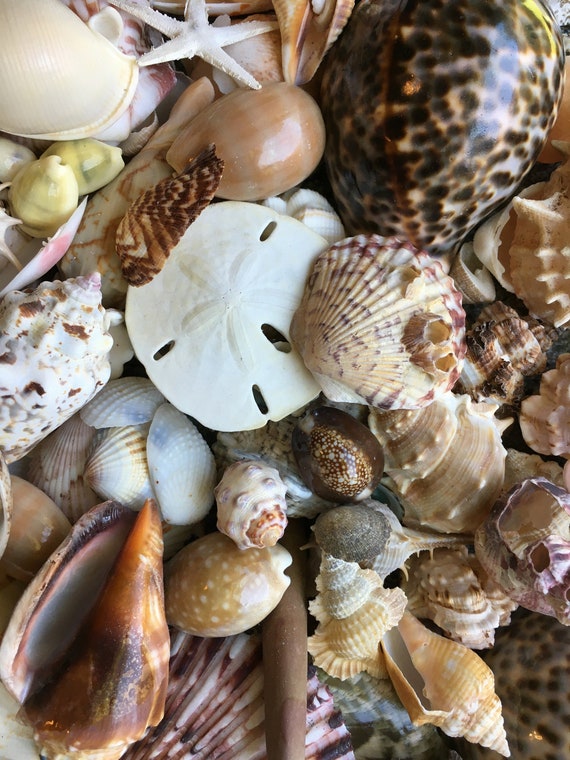 Small Shells for Crafts, Jewelry, Terrarium, Art Collectors Shells