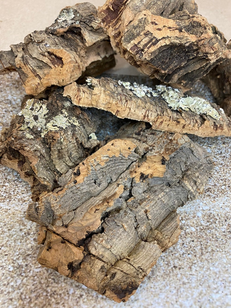 Cork Bark Air Plant Display Natural Cork Bark Great for Etsy