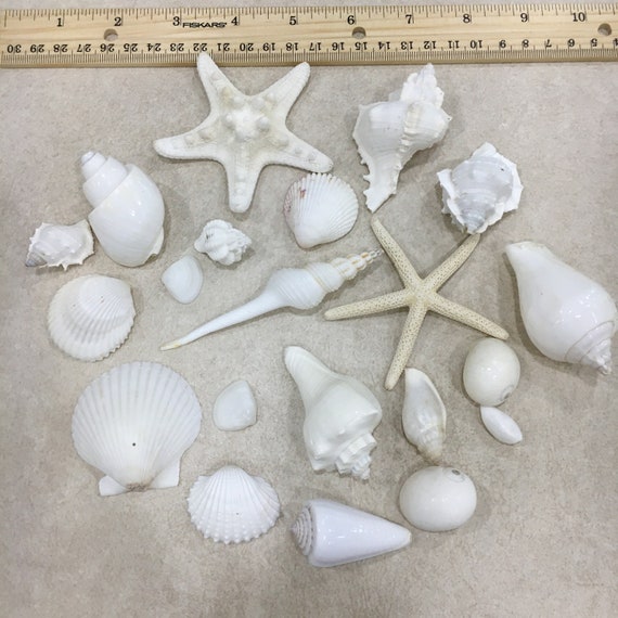 White Sea Shell Mix Beach 18 Pieces Wedding Decor Sea Shells Bulk