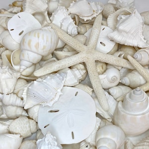 May include: A collection of white seashells and starfish. The shells are a variety of shapes and sizes, including sand dollars, conch shells, and scallop shells.