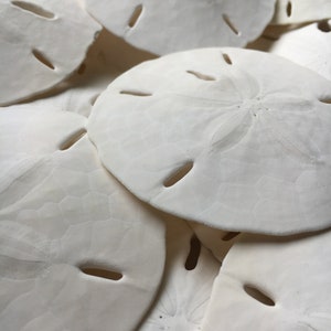 May include: A pile of white sand dollars, a type of sea shell, with a star-shaped pattern on the surface.