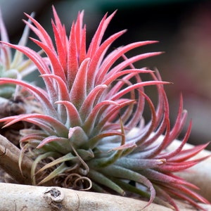 Tillandsia Ionantha Guatemala Air Plant, Guatemala Air Plant, Air Plants, Wedding Decor, Plants, Airplants, Bulk, Tillandsia, Terrarium