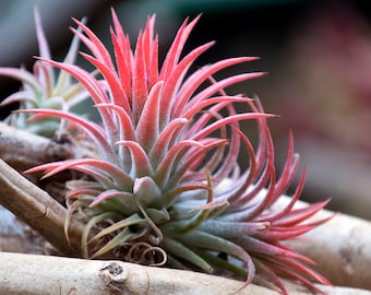 Tillandsia Ionantha Guatemala Air Plant, Guatemala Air Plant, Air Plants, Wedding Decor, Plants, Airplants, Bulk, Tillandsia, Terrarium