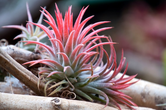 Tillandsia Ionantha Guatemala Air Plant, Guatemala Air Plant, Air Plants,  Wedding Decor, Plants, Airplants, Bulk, Tillandsia, Terrarium