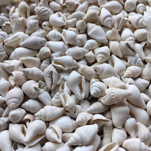 Nassa Shells 1/4cm - 1cm - White Nassa shells - Small Shell Mix - Tiny Seashells - Crafting Shells - Seashells - Crafts