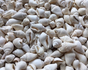 Nassa Shells 1/4cm - 1cm - White Nassa shells - Small Shell Mix - Tiny Seashells - Crafting Shells - Seashells - Crafts
