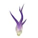 see more listings in the Air Plants/Displays/Food section