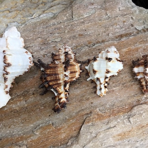 Murex Endiva Long Spine Shell - Seashell - Murex - Sea Shell Crafting ...