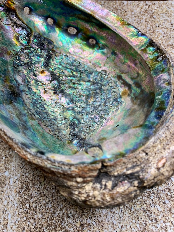 5 Pcs Green Abalone Sea Shells – One Side Polished – Beach Craft 3-4" #JC-015
