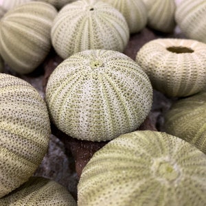 May include: A collection of green sea urchins with a spiky texture. The sea urchins are arranged in a cluster on a wooden surface.