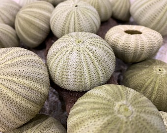 May include: A collection of green sea urchins with a spiky texture. The sea urchins are arranged in a cluster on a wooden surface.