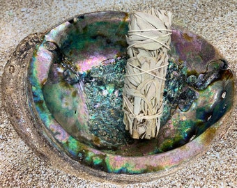 May include: A white sage smudge stick in a iridescent abalone shell. The shell has a natural, rough texture and a smooth, polished interior.