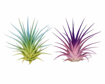 Live 2 Pack - Vibrant Color Enhanced Tillandsia, Easy Care Indoor Outdoor Houseplant, Home Decor, Terrariums & Gifts