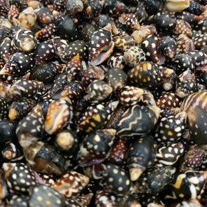 Nassa Columbella Shell - Nassa shells - Small Shell Mix - Tiny Seashells - Crafting Shells - Seashells - Crafts