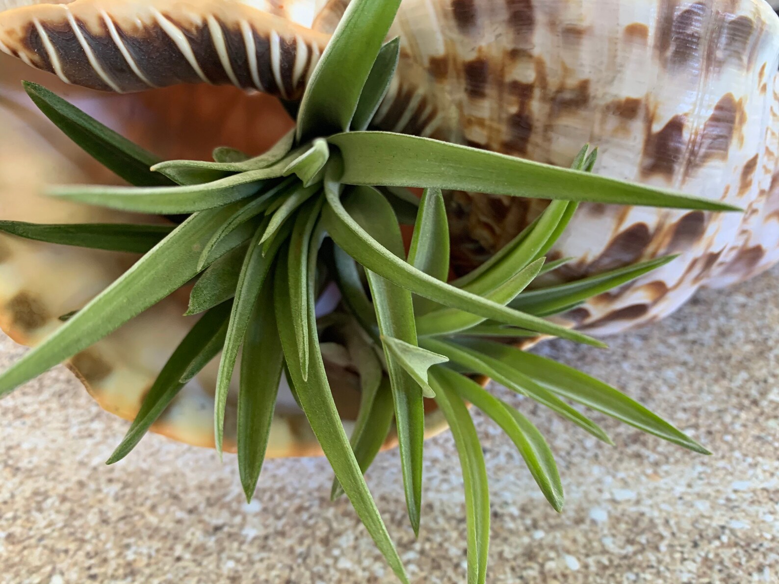 Velutina Air Plant Tillandsia Air Plant Guatemala Air Plant Etsy