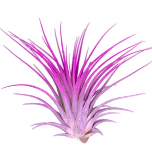 Rainbow Ionantha Guatemala Tillandsia Air Plant, Guatemala Air Plant, Air Plant, Airplant, Terrarium, Enhanced AirPlants, Pink/Lavender