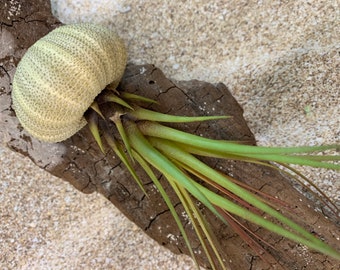 Melanocrater Tricolor Air Plant, Tillandsia Air Plant, Flowering Air Plant, Airplant, Wedding Decor, Airplants, Bulk, Tillandsia, Terrarium