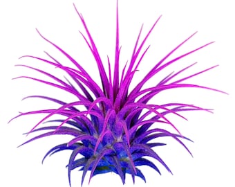 Rainbow Ionantha Guatemala Tillandsia Air Plant, Guatemala Air Plant, Air Plant, Airplant, Terrarium, Enhanced AirPlants, Pink/Purple