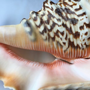 Lambis Chiagra Spider Shell 56 Spiny Freckled Seashell Spiked Conch ...