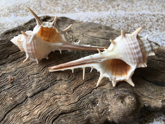 Murex Shell, Sea Shells for Decorating, Large Seashells, Real Large Shells  for Beachy Room Decor, Unique Air Plant Holders, Aquarium Decor, Nautical