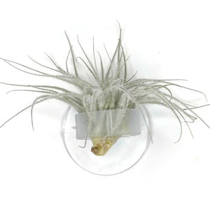 Air Plant Holder, Air Plant Display, Art, Home Decor, Airplant Suction Holder, Decorative Tillandsia Holders, Strong Suction, Reusable