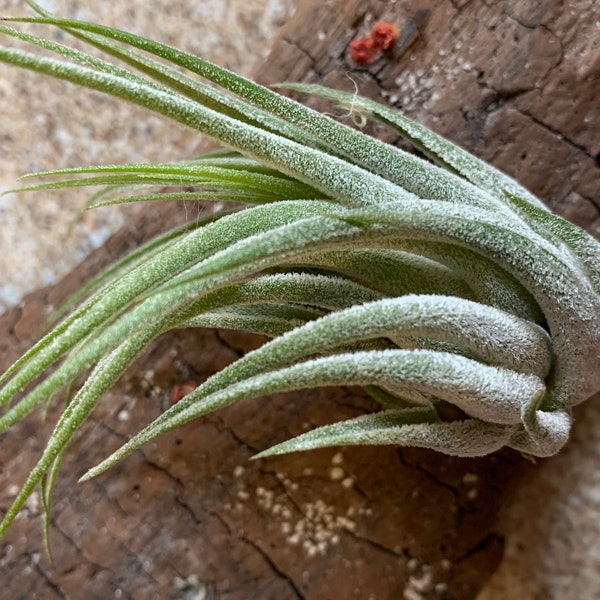 Scaposa Kolby Air Plant, Tillandsia Air Plant, Guatemala Air Plant, Air Plants, Wedding Decor, Plant, Airplants, Bulk, Tillandsia, Terrarium