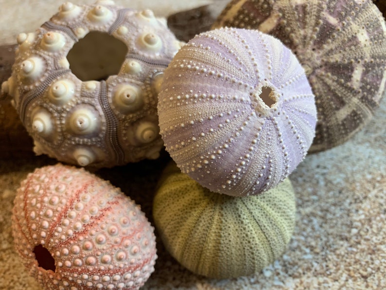 Sea Urchin Sampler Pack Beach Wedding Favors Sea Urchins Natural Sea Shell Air Plant Display Crafts 14 Pink & Purple Urchin image 2