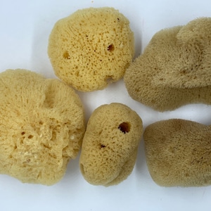 Sea Silk Sponge - Facial Sponge - Natural Sea Silk Sponge - Natural Sea Sponge - Face Care - Beauty Supply - Exfoliating
