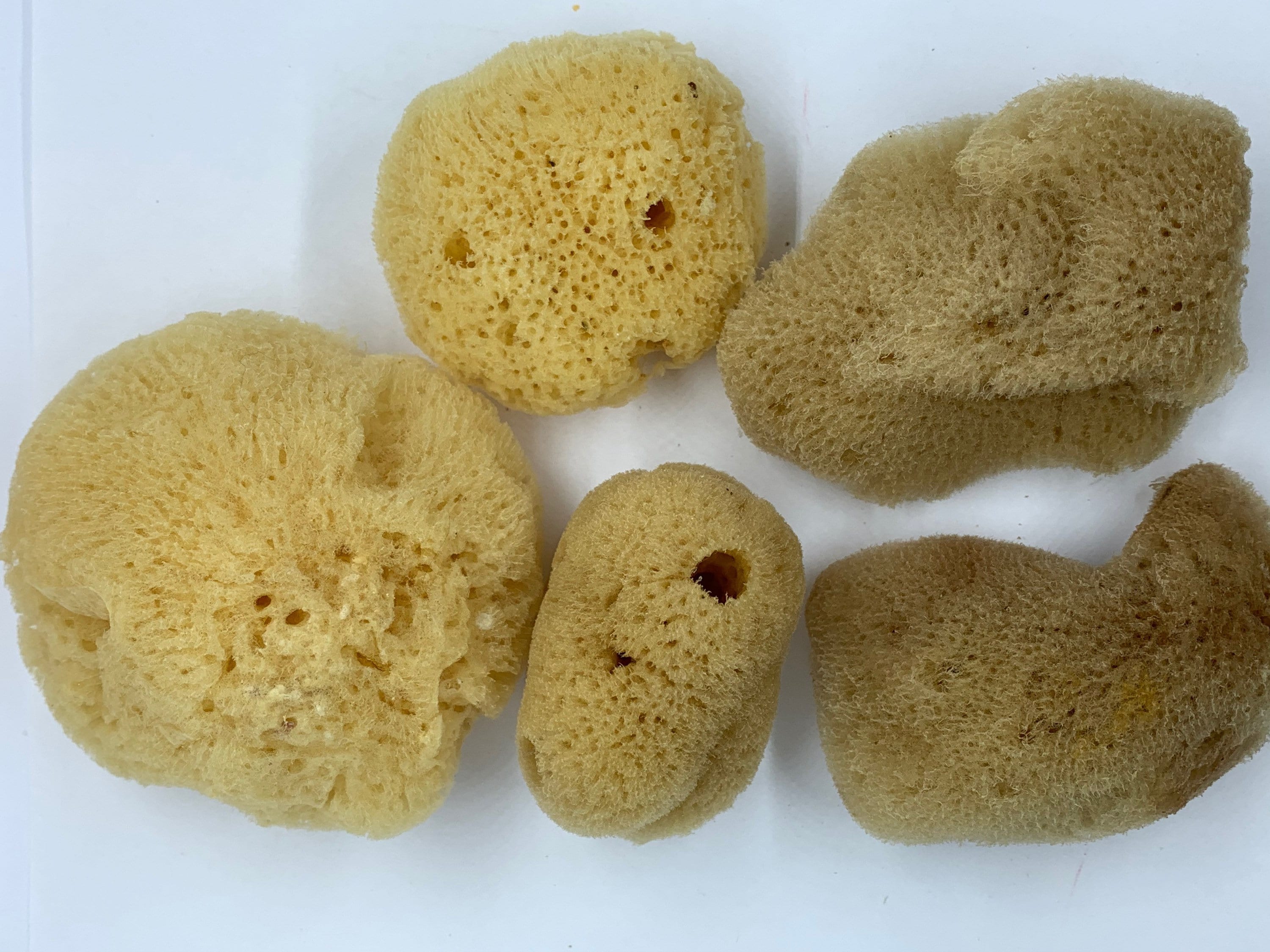 Sea Silk Sponge - Facial Sponge - Natural Sea Silk Sponge - Natural Sea Sponge - Face Care - Beauty Supply - Exfoliating