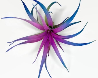 Live Colored Air Plant - Vibrent Color Enhanced Tillandsia, Easy Care Indoor Outdoor Houseplant, Home Decor, Terrariums & Gifts