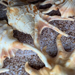 Orange Lambis Lambis Spider Conch 2”-4” - Beach Wedding Decor ...
