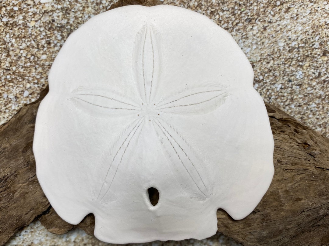 Arrowhead Sand Dollar 3