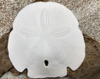 Arrowhead Sand Dollar 3"-4” - Sandollar - Craft Supply - Beach Wedding Favor - Wedding Decor - Bulk - Seashell - Gift -FREE SHIPPING!