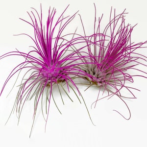 Buy 1 Get 1 FREE Pink THIN Argentina Air Plant Guatemala Tillandsia, Air Plant Gift, Air plants, Terrarium Plants, Enhanced Air Plants image 5