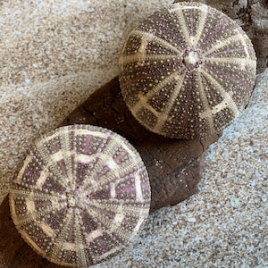 Alfonso Sea Urchins- Beach Wedding Favors - Decor - Sea Urchin - Natural Sea Shell - Air Plant Display - Crafts - 2"-4"