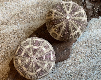 May include: Two brown and white sea urchins with a spiky texture. The sea urchins are on a piece of driftwood.