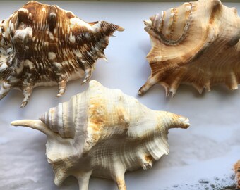 SALE Lambis Lambis Spider Conch - Broken Spines - Seashells - Spiny Seashell - Spiked Conch - Crafts - Nautical FREE SHIPPING!