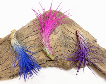 Funckiana Colored Air Plant, Ionantha Air Plant, Air Plants, Beach Wedding Decor, Wedding Favor, Tillandsia, Terrarium, Funckiana