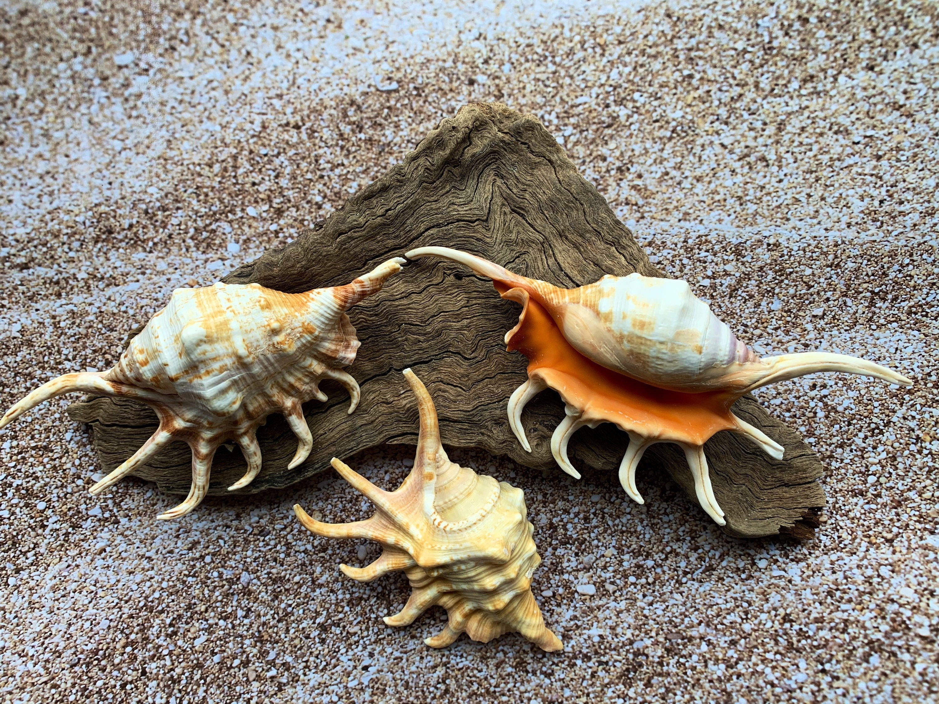 Coquillage Cauris à points blancs modèle 3D $24 - .3ds .blend .c4d .fbx .max .ma