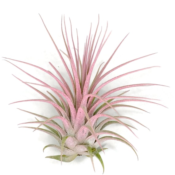 indoor tree plants for sale ZZ Plant - Large (2-3' tall) Cement Grey Planter