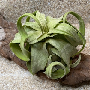 Tillandsia Streptophylla, Linguine Plant, Tillandsia Air Plant, Air Plants, Wedding Decor, Curly Air Plant, Airplant, Home Decor