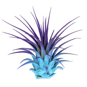 Rainbow Ionantha Guatemala Tillandsia Air Plant, Guatemala Air Plant, Air Plant, Airplant, Terrarium, Enhanced AirPlants, Blue/Purple