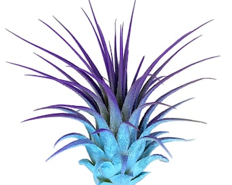 Rainbow Ionantha Guatemala Tillandsia Air Plant, Guatemala Air Plant, Air Plant, Airplant, Terrarium, Enhanced AirPlants, Blue/Purple