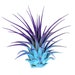 see more listings in the Air Plants/Displays/Food section