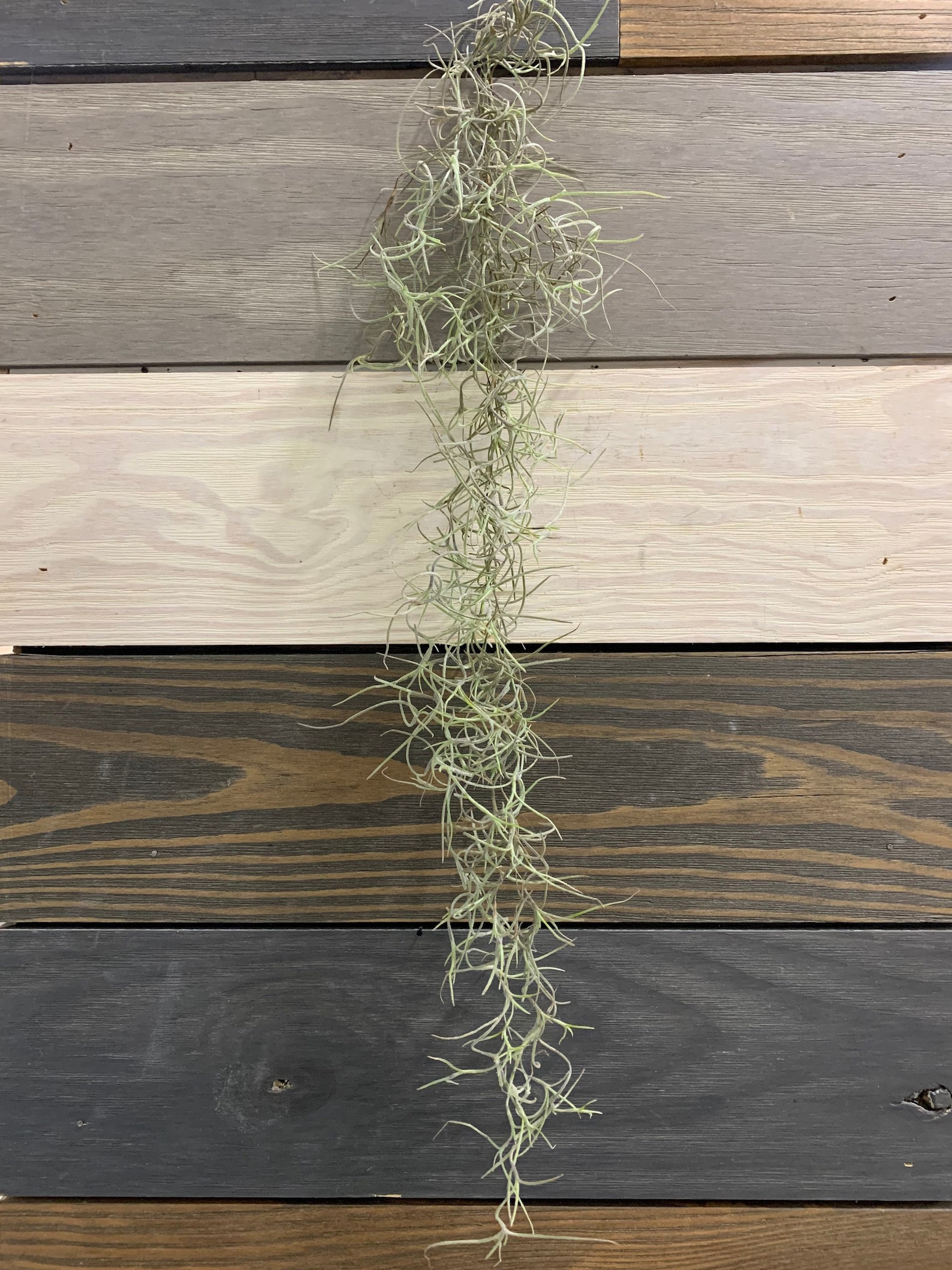 Spanish Moss Live Spanish Moss Tillandsia Usneoides Hanging Etsy Canada