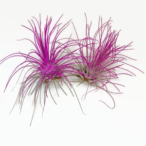 Buy 1 Get 1 FREE Pink THIN Argentina Air Plant Guatemala Tillandsia, Air Plant Gift, Air plants, Terrarium Plants, Enhanced Air Plants image 4