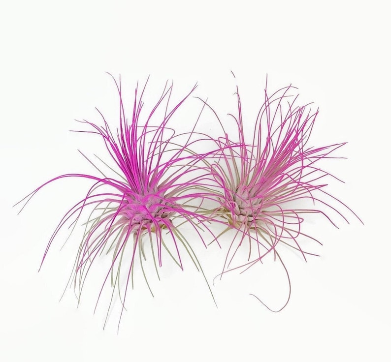 Buy 1 Get 1 FREE Pink THIN Argentina Air Plant Guatemala Tillandsia, Air Plant Gift, Air plants, Terrarium Plants, Enhanced Air Plants image 3